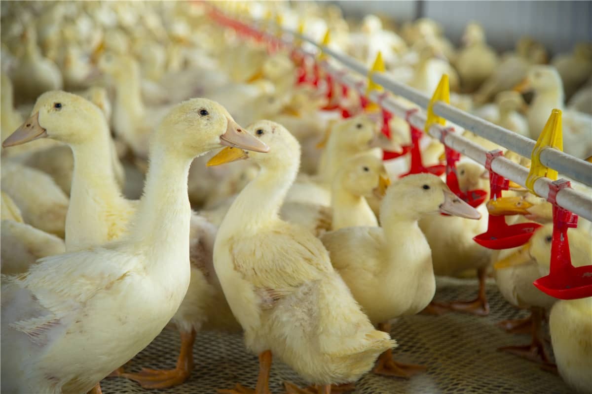 Potenciando la ganadería inteligente con tecnología RFID.