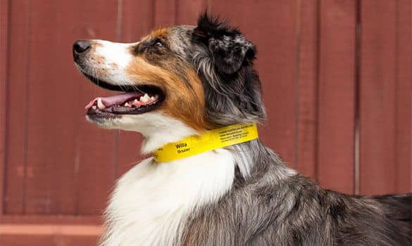Gestión inteligente de mascotas: cómo la tecnología RFID mejora la identificación y el seguimiento