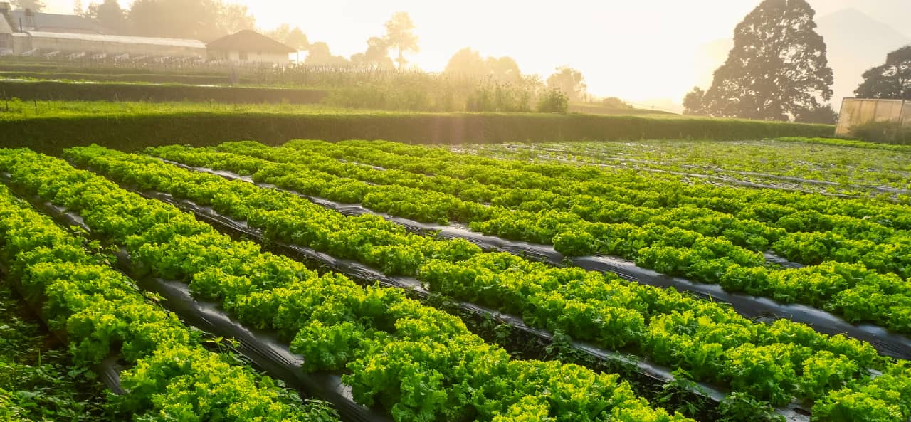 RFID en la agricultura inteligente: desde módulos RFID UHF hasta pegatinas para el seguimiento y mantenimiento de maquinaria