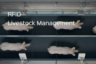 
     RFID permite a la ganadería implementar una gestión más eficiente e inteligente
    